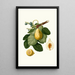 Fig Tree Painting - Giorgio Gallesio — framed artwork on a wall