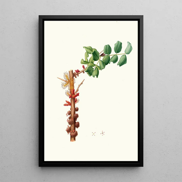 Flower Male of Carob Tree - Giorgio Gallesio — framed artwork on a wall