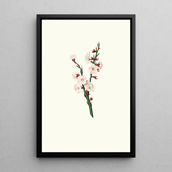 Apricot Blossom - Giorgio Gallesio — framed artwork on a wall