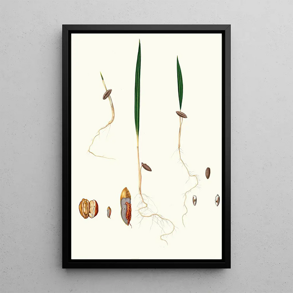Germination of the date palm - Giorgio Gallesio — framed artwork on a wall