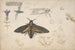 Estudios de una mariposa gentiana, aves, gatos, motivo entrelazado y frisos griegos - Giorgio di Giovanni — vista de la obra