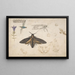 Estudios de una mariposa gentiana, aves, gatos, motivo entrelazado y frisos griegos - Giorgio di Giovanni — cuadro enmarcado en la pared