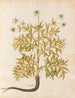 Plants diverses Pl06 - Giovanna Garzoni — artwork view