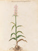 Plants assorted Pl15 - Giovanna Garzoni — artwork view