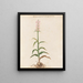 Plants assorted Pl15 - Giovanna Garzoni — framed artwork on a wall