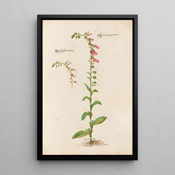 Plantas variadas Pl21 - Giovanna Garzoni — cuadro enmarcado en la pared