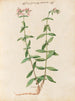 Plantas diversas Pl24 - Giovanna Garzoni — vista de la obra