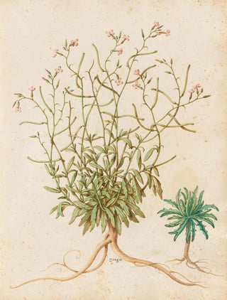 Giovanna Garzoni - Piante varie Pl40.webp