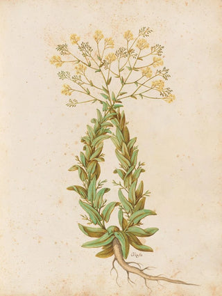 Giovanna Garzoni - Piante varie Pl41.webp