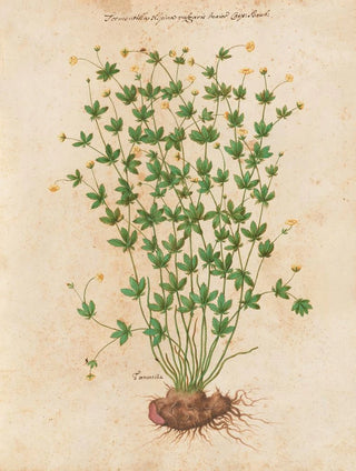 Giovanna Garzoni - Piante varie Pl42.webp