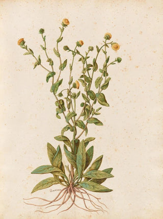 Giovanna Garzoni - Piante varie Pl47.webp