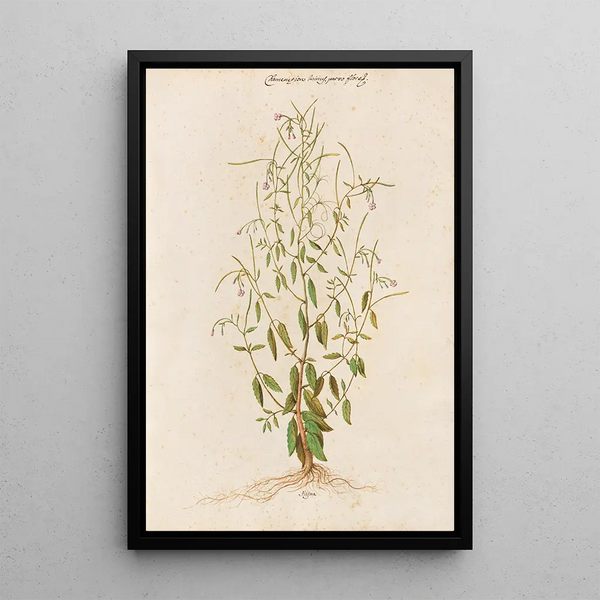 Plantas variadas Pl48 - Giovanna Garzoni — cuadro enmarcado en la pared