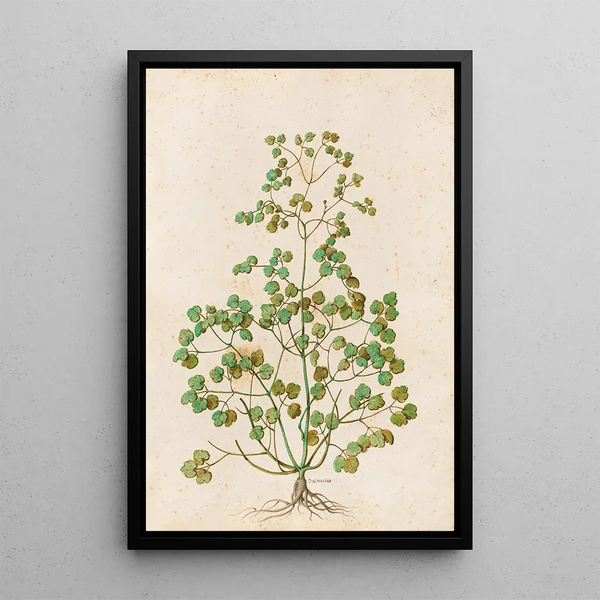 Plantas variadas Pl50 - Giovanna Garzoni — cuadro enmarcado en la pared