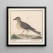 Grand merle Turdus viscivorus - Anselmus Botius de Boodt — framed artwork on a wall