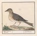 Grand merle Turdus viscivorus - Anselmus Botius de Boodt — artwork view