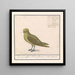Groenling Chloris chloris - Anselmus Botius de Boodt — cuadro enmarcado en la pared