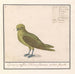 Groenling Chloris chloris - Anselmus Botius de Boodt — vista de la obra
