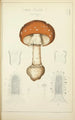 Historia natural de los hongos Pl02 - Guillaume Sicard — vista de la obra