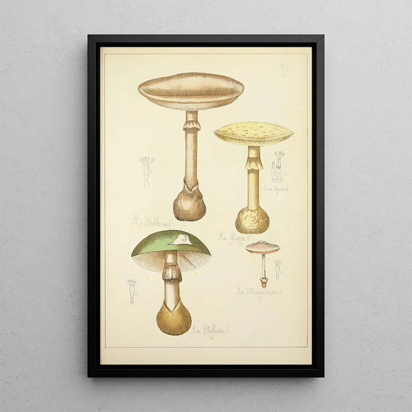 Guillaume Sicard - Histoire naturelle des champignons Pl05.webp