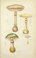 Natural History of Mushrooms Pl05 - Guillaume Sicard — artwork view