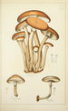Natural History of Mushrooms Pl09 - Guillaume Sicard — artwork view