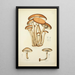 Natural History of Mushrooms Pl09 - Guillaume Sicard — framed artwork on a wall