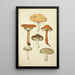 Histoire naturelle des champignons Pl10 - Guillaume Sicard — framed artwork on a wall
