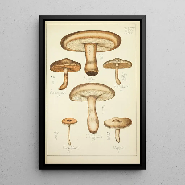 Guillaume Sicard - Histoire naturelle des champignons Pl17.webp