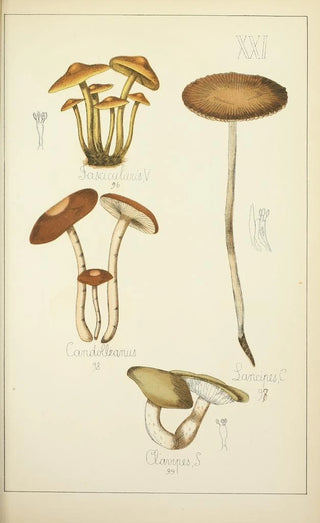 Guillaume Sicard - Histoire naturelle des champignons Pl21.webp