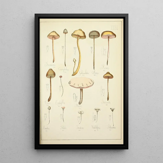 Guillaume Sicard - Histoire naturelle des champignons Pl22.webp
