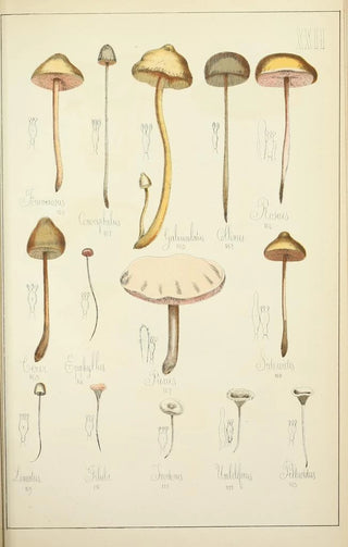 Guillaume Sicard - Histoire naturelle des champignons Pl22.webp