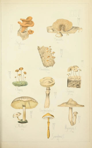 Guillaume Sicard - Histoire naturelle des champignons Pl24.webp