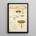 Natural History of Mushrooms Pl32 - Guillaume Sicard — framed artwork on a wall