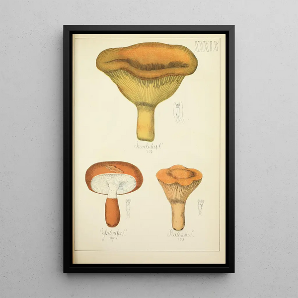 Historia natural de los hongos Pl39 - Guillaume Sicard — cuadro enmarcado en la pared