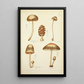 Guillaume Sicard - Histoire naturelle des champignons Pl40.webp