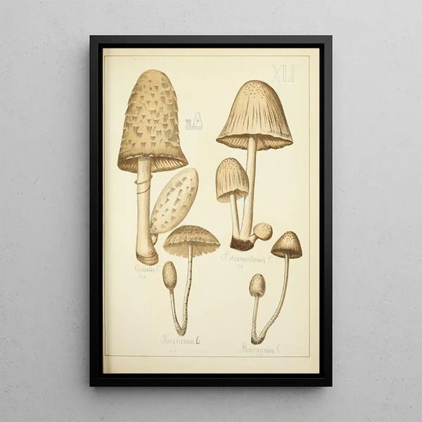 Historia natural de los hongos Pl41 - Guillaume Sicard — cuadro enmarcado en la pared