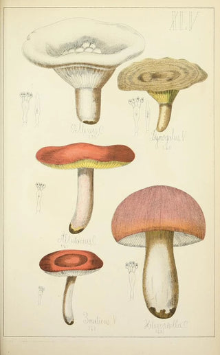 Guillaume Sicard - Histoire naturelle des champignons Pl45.webp