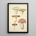Natural History of Mushrooms Pl45 - Guillaume Sicard — framed artwork on a wall