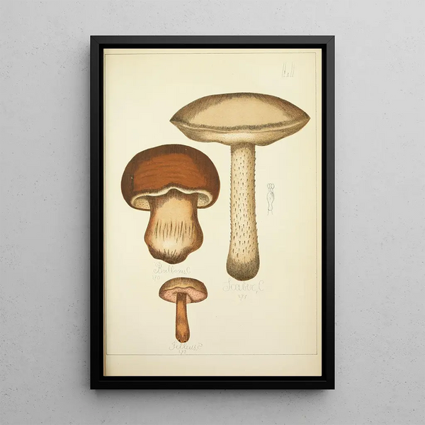 Historia natural de los hongos Pl51 - Guillaume Sicard — cuadro enmarcado en la pared