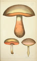 Historia natural de los hongos Pl53 - Guillaume Sicard — vista de la obra