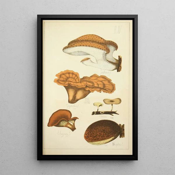 Historia natural de los hongos Pl55 - Guillaume Sicard — cuadro enmarcado en la pared