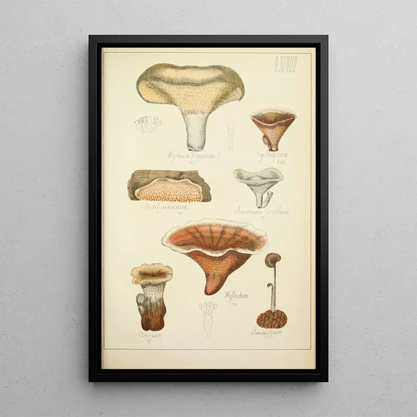 Historia natural de los hongos Pl58 - Guillaume Sicard — cuadro enmarcado en la pared