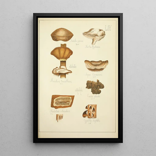 Historia natural de los hongos Pl59 - Guillaume Sicard — cuadro enmarcado en la pared