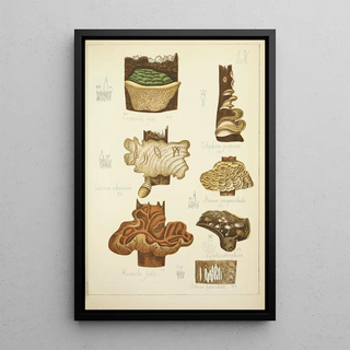 Guillaume Sicard - Histoire naturelle des champignons Pl60.webp