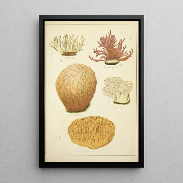 Historia natural de los hongos Pl61 - Guillaume Sicard — cuadro enmarcado en la pared