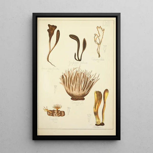Historia natural de los hongos Pl62 - Guillaume Sicard — cuadro enmarcado en la pared