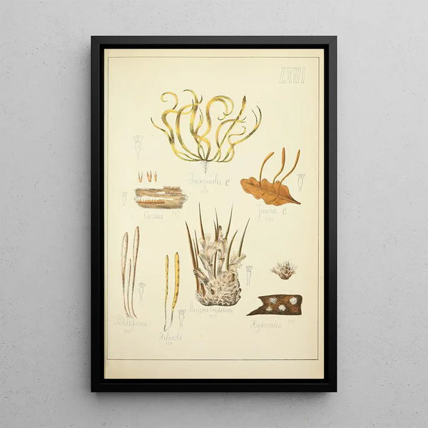 Historia natural de los hongos Pl63 - Guillaume Sicard — cuadro enmarcado en la pared