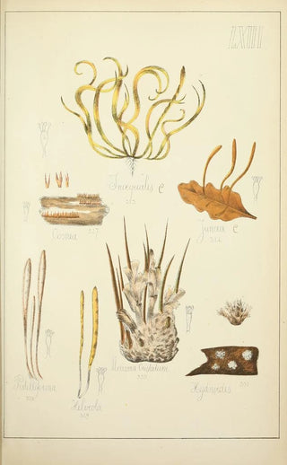 Guillaume Sicard - Histoire naturelle des champignons Pl63.webp