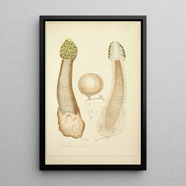 Historia natural de los hongos Pl64 - Guillaume Sicard — cuadro enmarcado en la pared