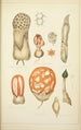 Natural history of mushrooms Pl65 - Guillaume Sicard — artwork view